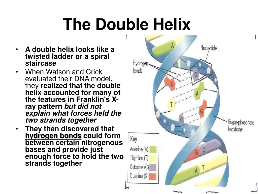 PPT DNA And RNA PowerPoint Presentation Free Download ID 6620802 PPT DNA And RNA PowerPoint Presentation Free Download ID 6620802