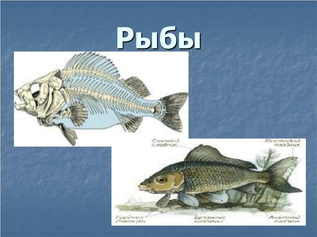 Контрольная работа по теме позвоночные животные 7. Позвоночные животные рыбы. Позвоночные рыбы виды. Форма тела рыбы и земноводные. Переходные виды рыб.