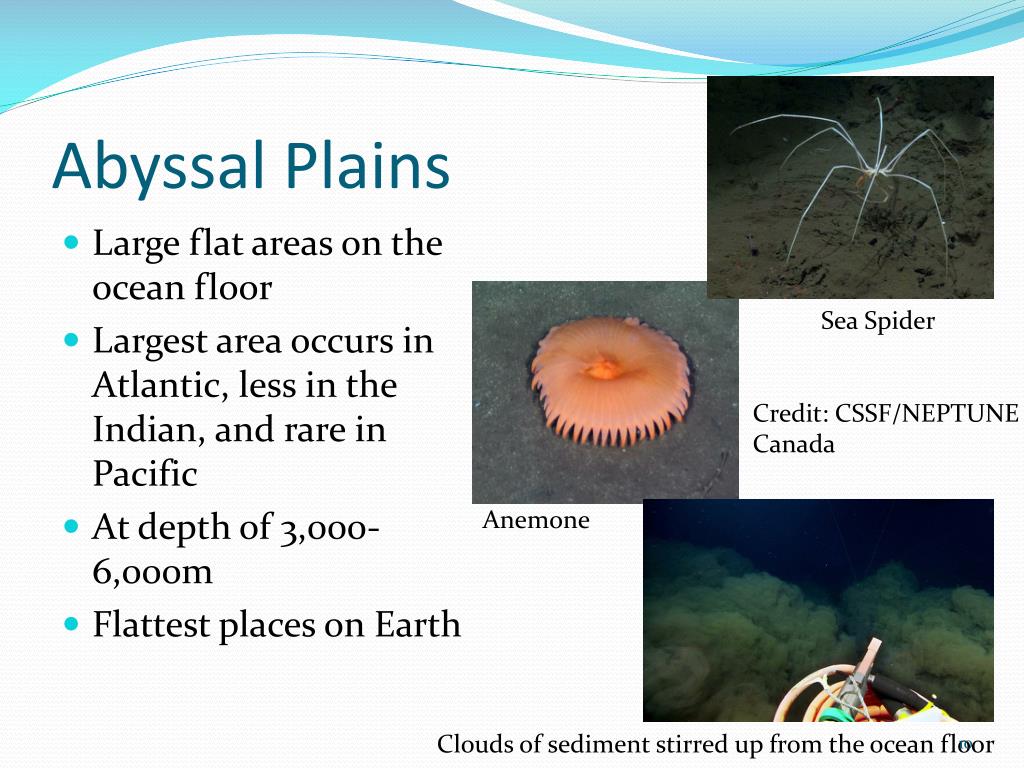 PPT Exploring The Ocean Floor Topography Features And Marine PPT Exploring The Ocean Floor Topography Features And Marine