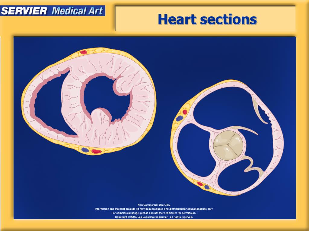 PPT - Heart - Physiology PowerPoint Presentation, free download - ID
