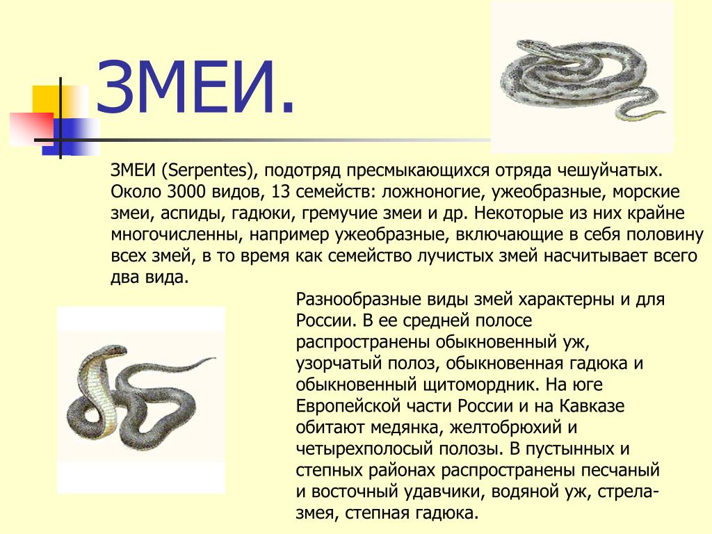 Характеристика человека змея. Змеи общая характеристика. Признаки отряда змеи. Краткая характеристика змея. Подотряд змеи.