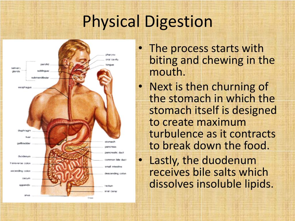 PPT Understanding The Digestive System Processes And Disorders PPT Understanding The Digestive System Processes And Disorders