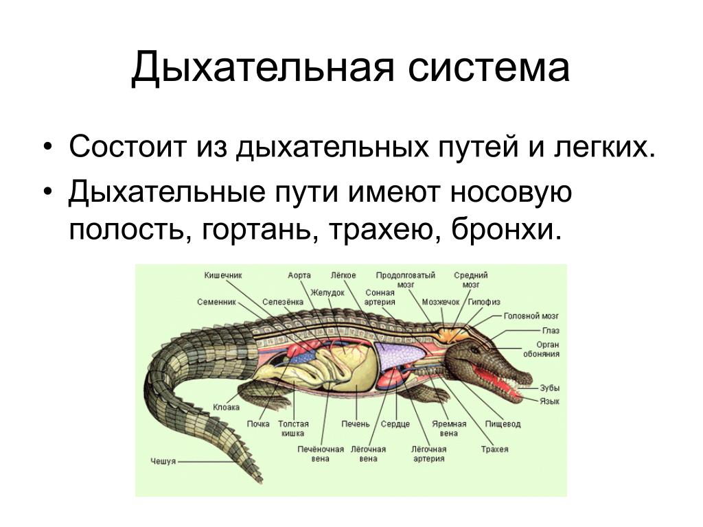 Строение рептилий кратко. Дыхательная система крокодилов. Класс рептилии дыхательная система. Органы дыхания крокодилов. Системы органов крокодила.