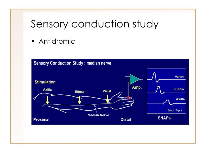 Ppt Nerve Conduction Powerpoint Presentation Id 6625003