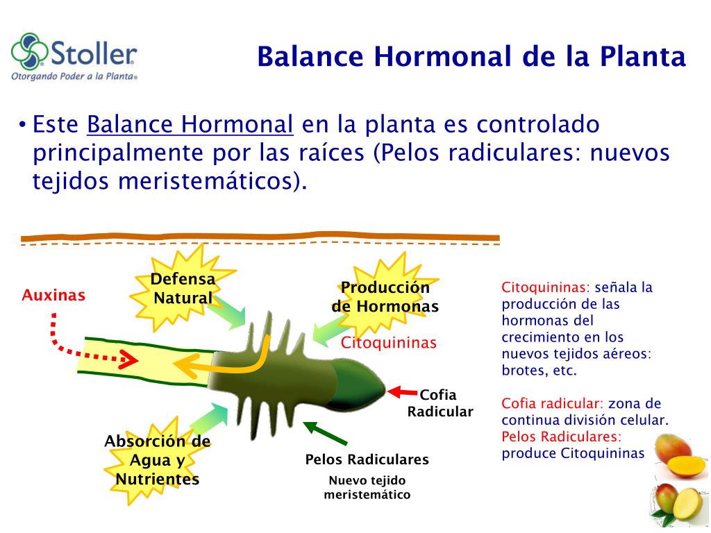 PPT - Manejo Hormonal para la Inducción Floral en Mango de Exportación  PowerPoint Presentation - ID:6625235