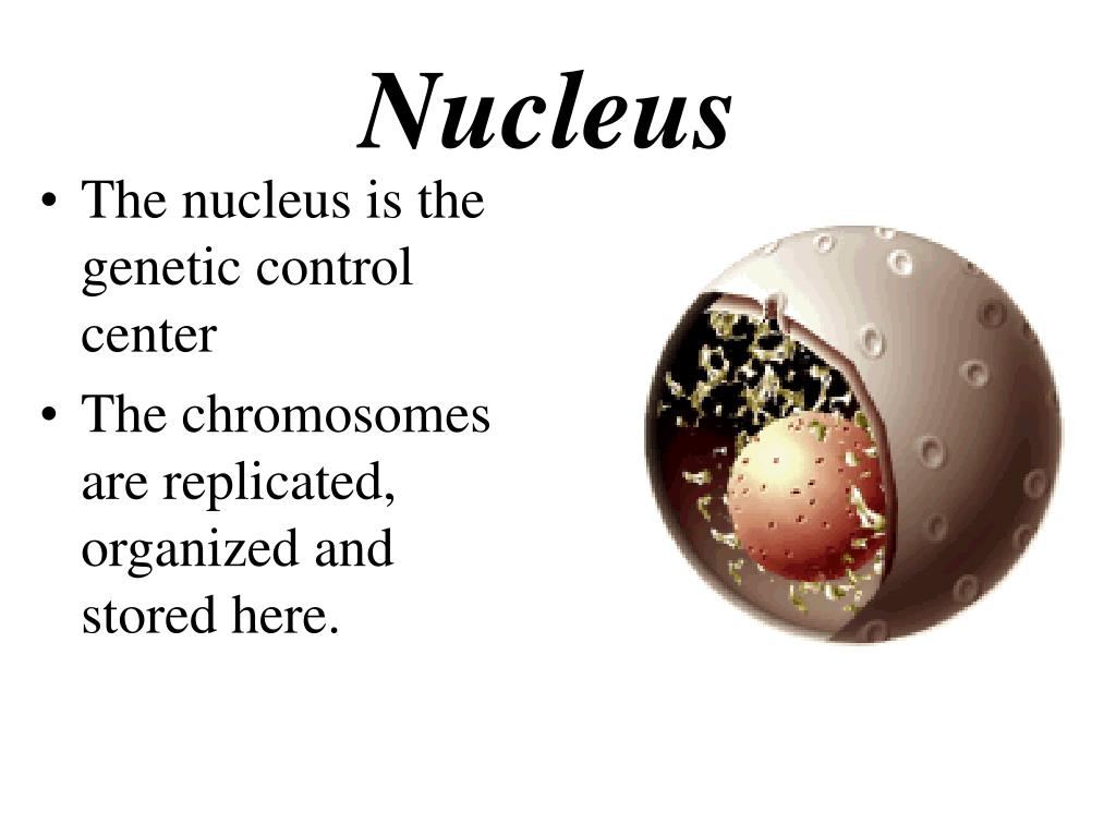 presentation in nucleus