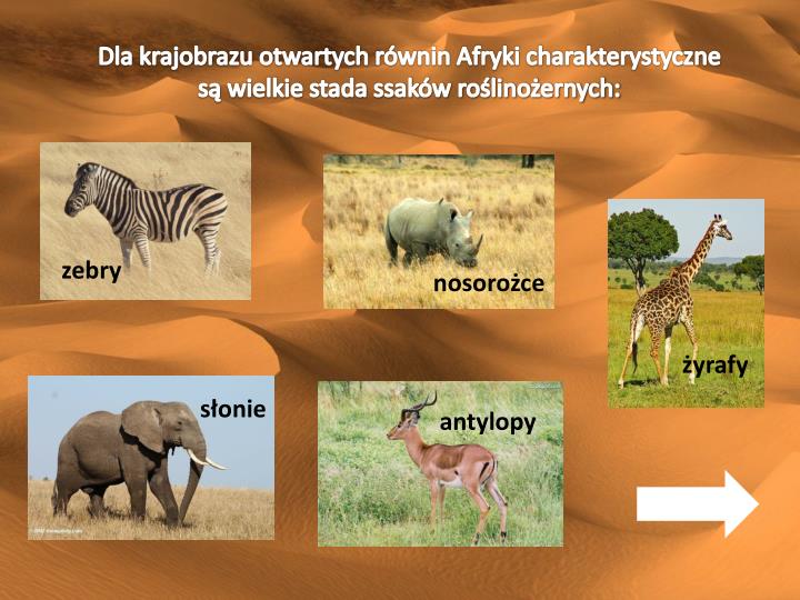 PPT - Afryka PowerPoint Presentation - ID:6627088