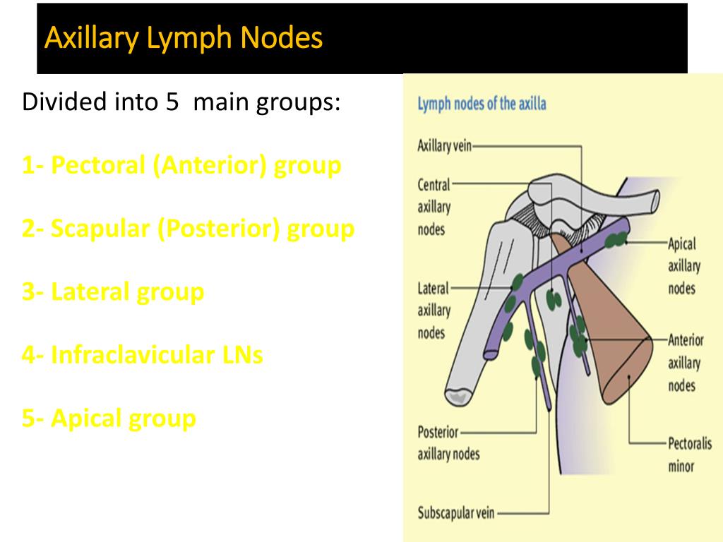 PPT - Lymphatic System and Axillary Lymph Nodes PowerPoint Presentation