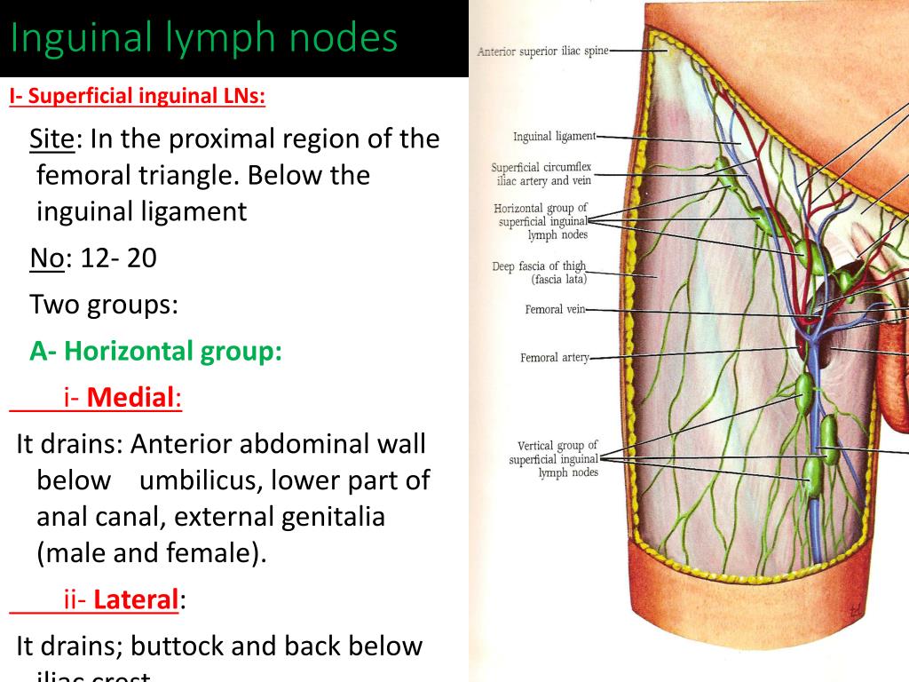 Where Do Superficial Inguinal Lymph Nodes Drain To - Best Drain Photos