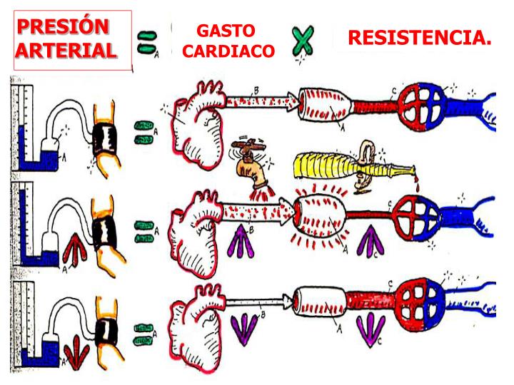 PPT - REGULACION NERVIOSA DE LA CIRCULACIÓN Y CONTROL RÁPIDO DE LA ...