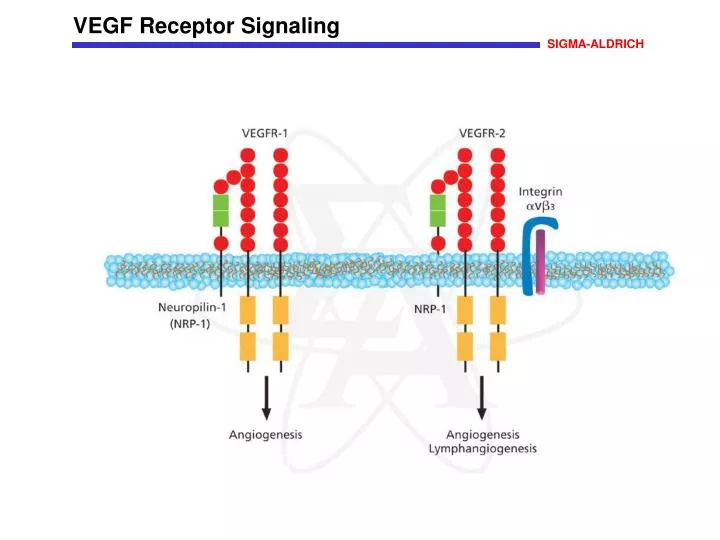PPT - VEGF Receptor Signaling PowerPoint Presentation, free download ...