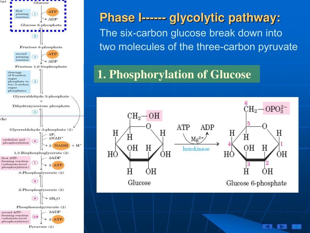 Глюкоза углерод вода. Glycolytic Pathway. Pyruvate structure. Glycolytic Pathway CROSSFIT. Glycolytic phosphocreatine Oxydative Pathway.