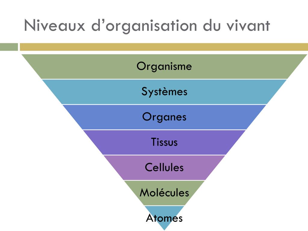 PPT - Corps humain 1 Chapitre 1: L’ homéstasie PowerPoint Presentation ...