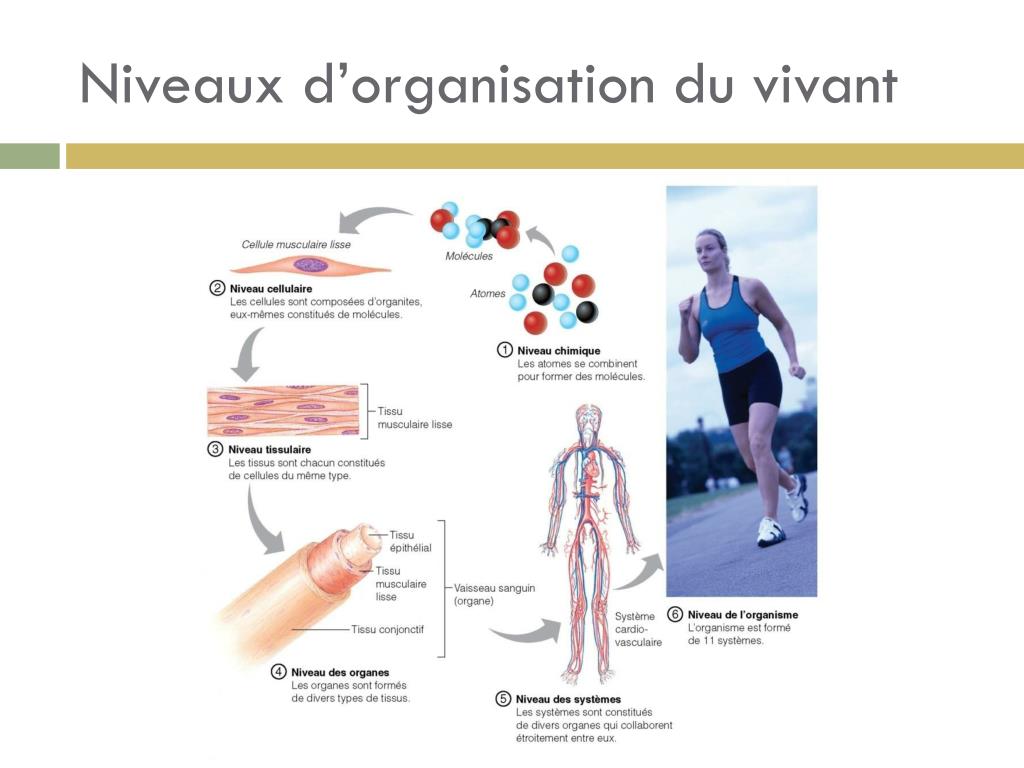 PPT - Corps humain 1 Chapitre 1: L’ homéstasie PowerPoint Presentation ...
