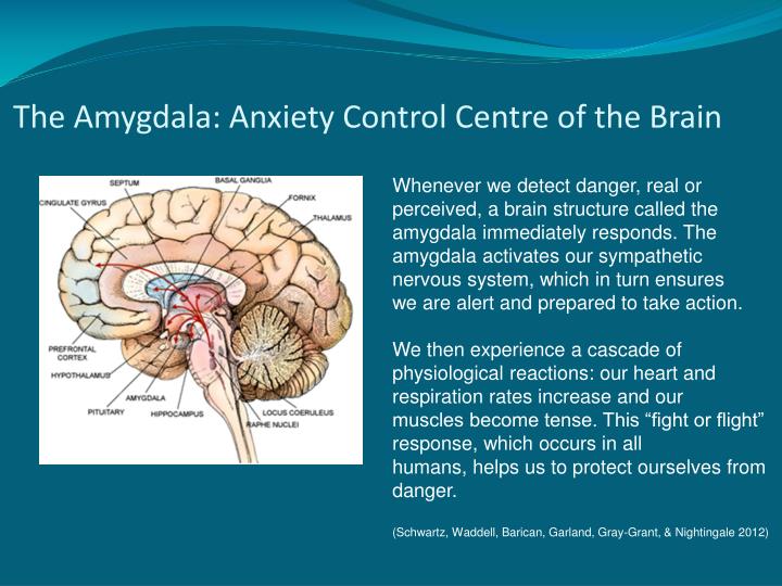 PPT - Anxiety In Children and Adolescents PowerPoint Presentation - ID ...