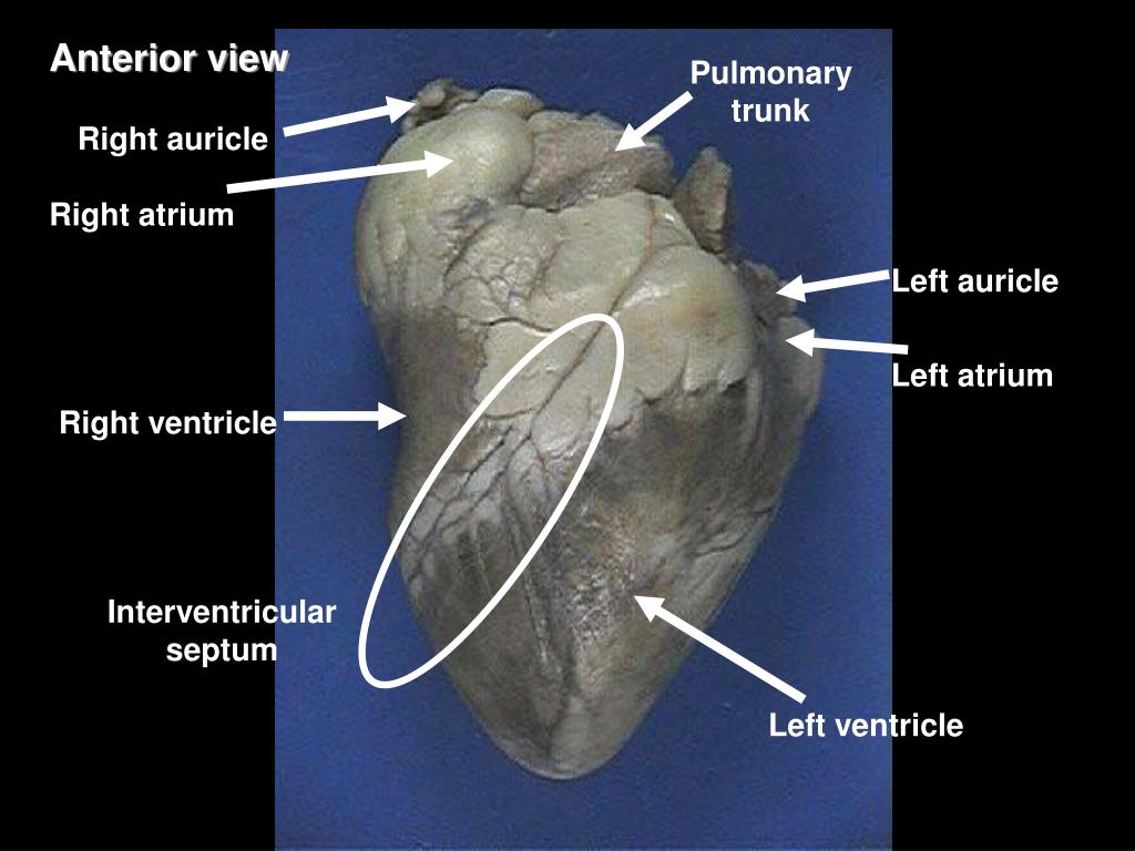 PPT - Sheep Heart Dissection PowerPoint Presentation, free download