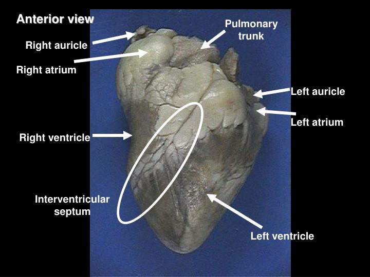 PPT - Sheep Heart Dissection PowerPoint Presentation - ID:6636489