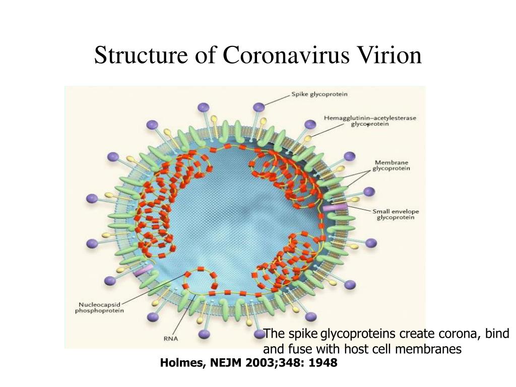 Домашний лечение коронавирус. Коронавирус Вирион. Коронавирус патогенез. Коронавирус и его строение. Коронавирусы микробиология строение.