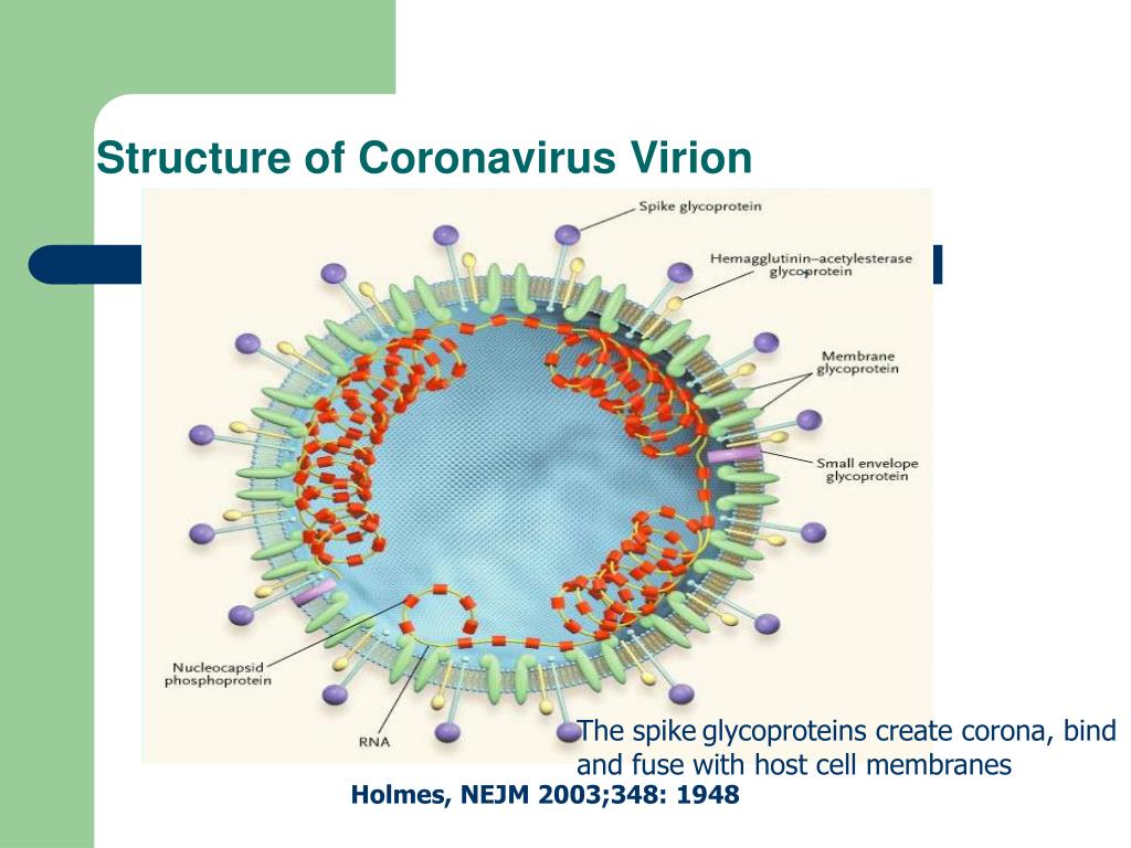 Коронавирус 19 февраля. Коронавирус Вирион. Коронавирус строение вируса. Коронавирус схема строения вириона. Коронавирусы – схема строения вириона.