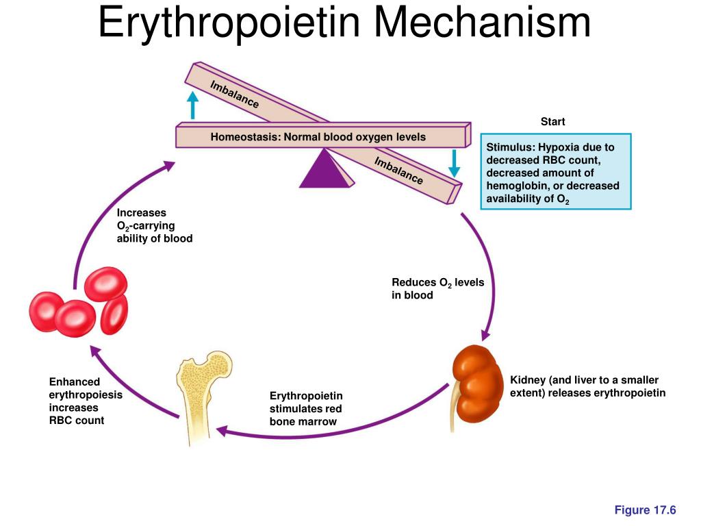 Эритропоэтин что это. Эритропоэтинов. Синтез эритропоэтина. Синтез эритропоэтина в почках. Эритропоэтин почки.
