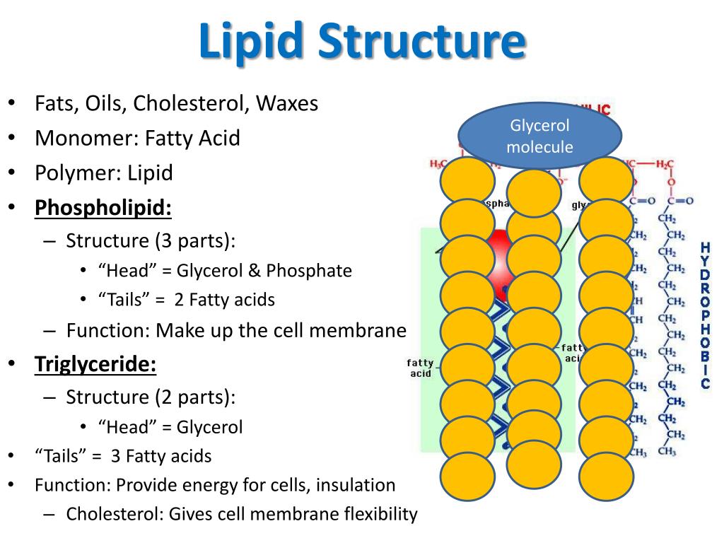 PPT Lipids PowerPoint Presentation, free download ID6638022