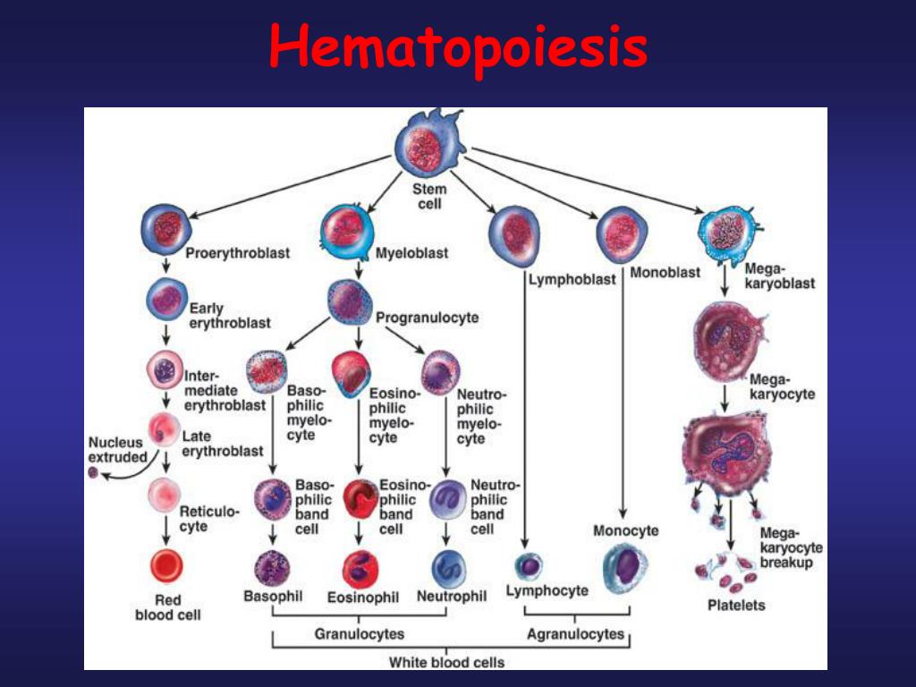 Где формируются клетки крови. Схема кроветворения стволовая клетка. Кровь схема кроветворения. Схема гемопоэза лейкоцитов. Размер стволовой клетки крови.