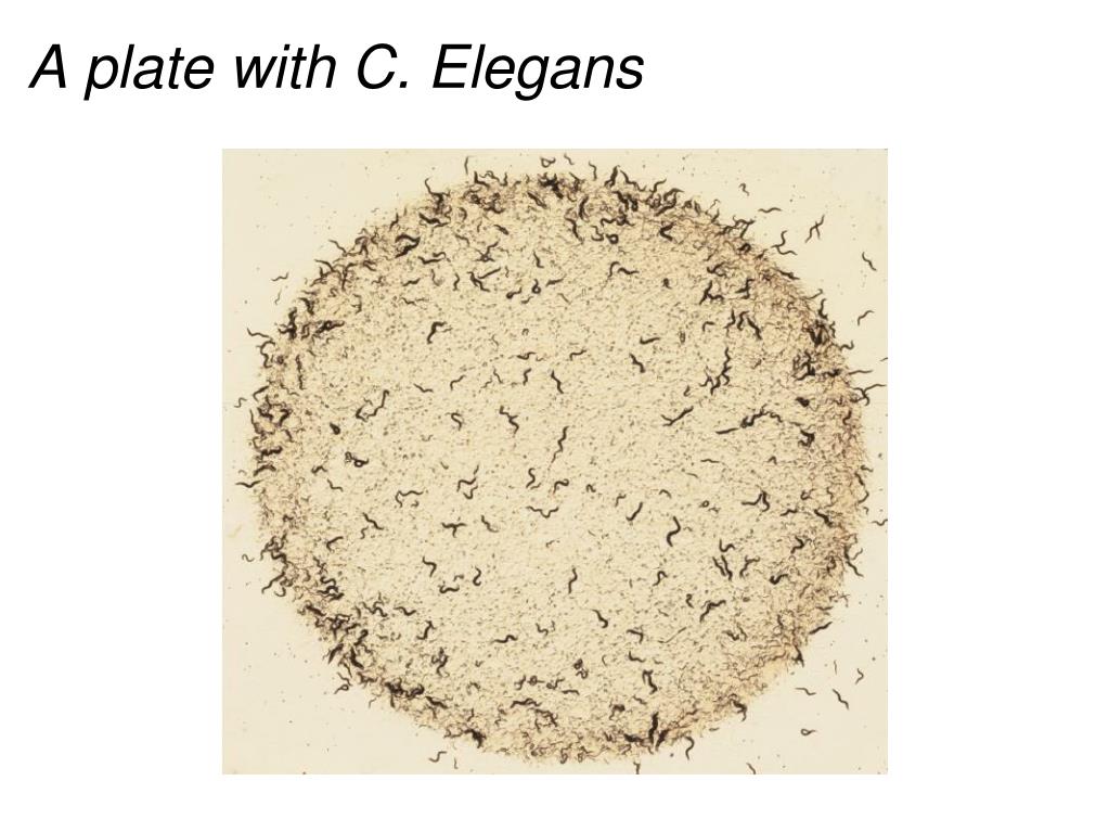 Ppt - Caenorhabditis Elegans Powerpoint Presentation Free Download
