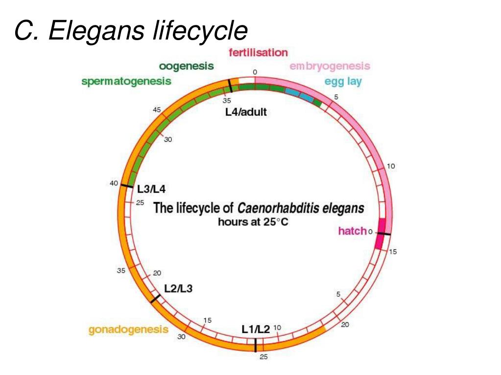 Ppt - Caenorhabditis Elegans Powerpoint Presentation Free Download