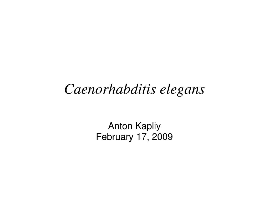 Ppt - Caenorhabditis Elegans Powerpoint Presentation Free Download
