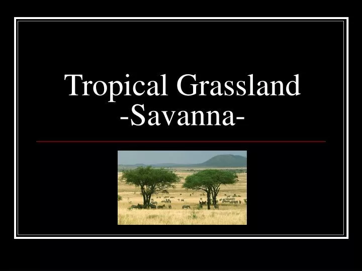 tropical grassland savanna n.