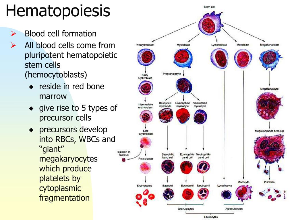 Митоз клеток крови. Клетки крови. Гемопоэтические клетки крови. Hematopoietic Stem Cells. Клетки крови схема.