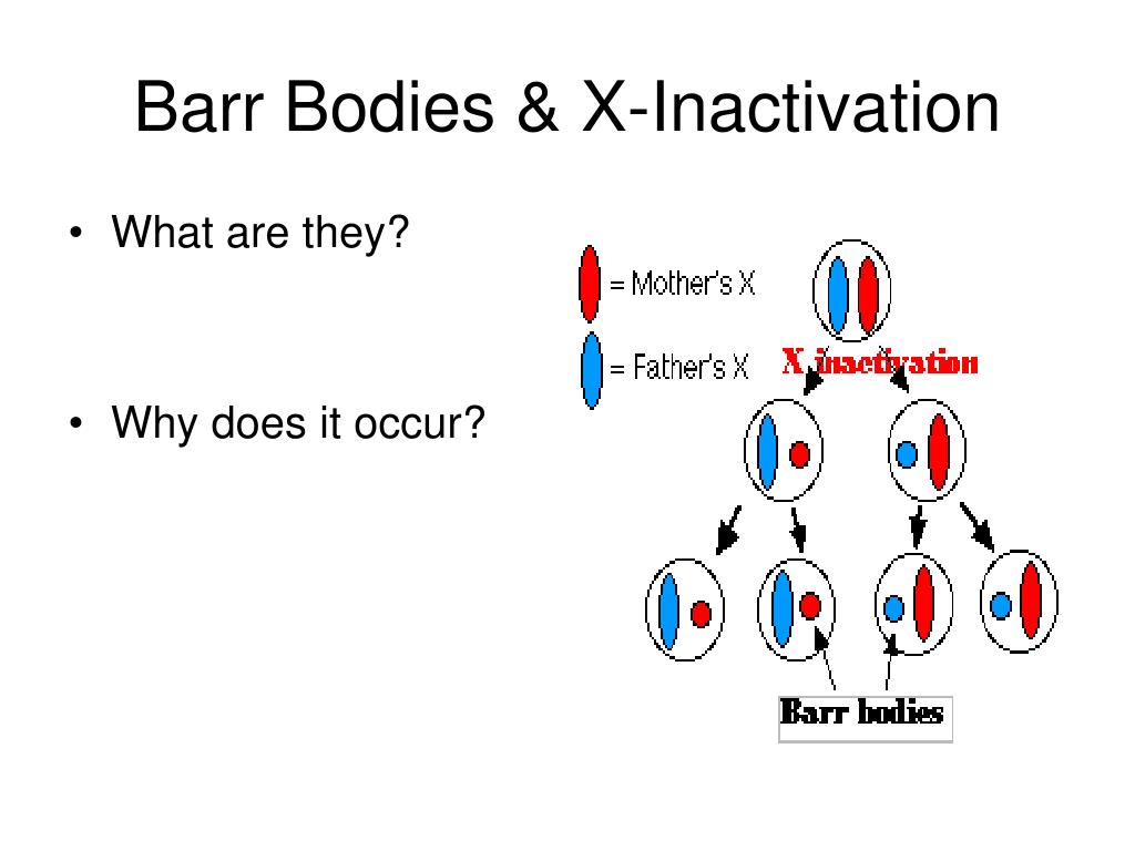 PPT Sex Determination and SexLinked Traits PowerPoint Presentation