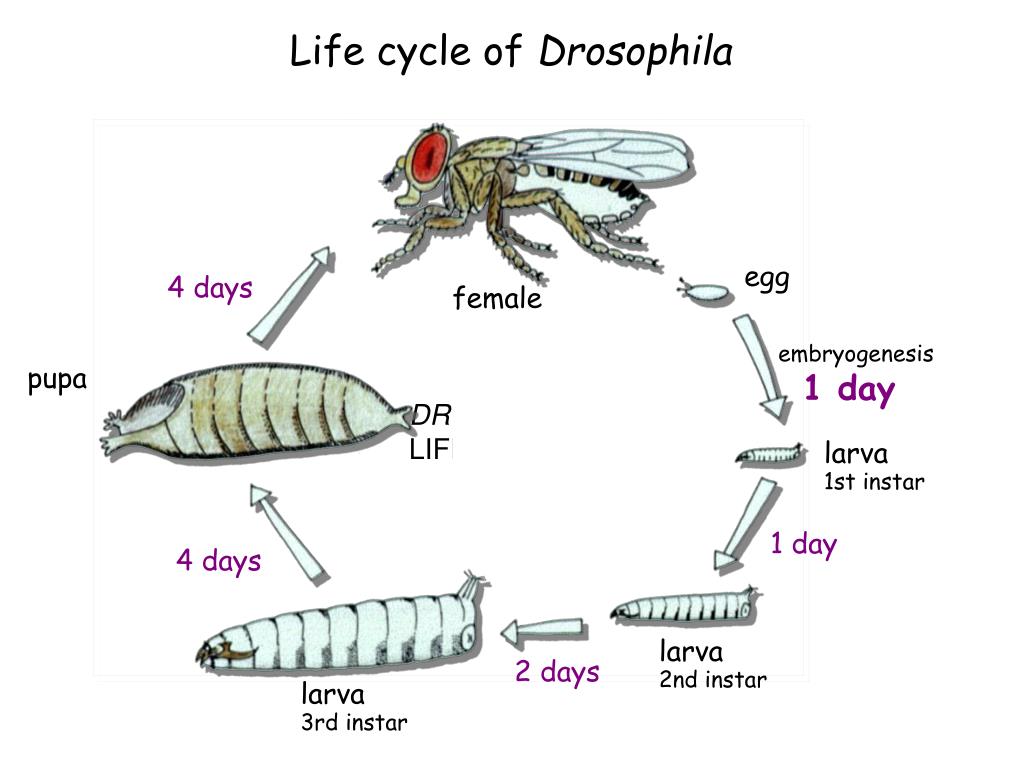 Жизненный цикл дрозофилы