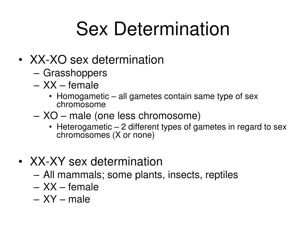 sex determination thesis