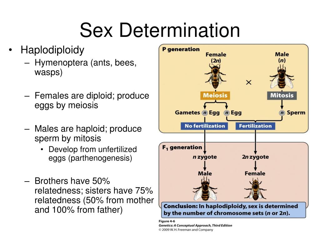 Ppt Chapter 4 Sex Determination And Sex Linked Characteristics Free