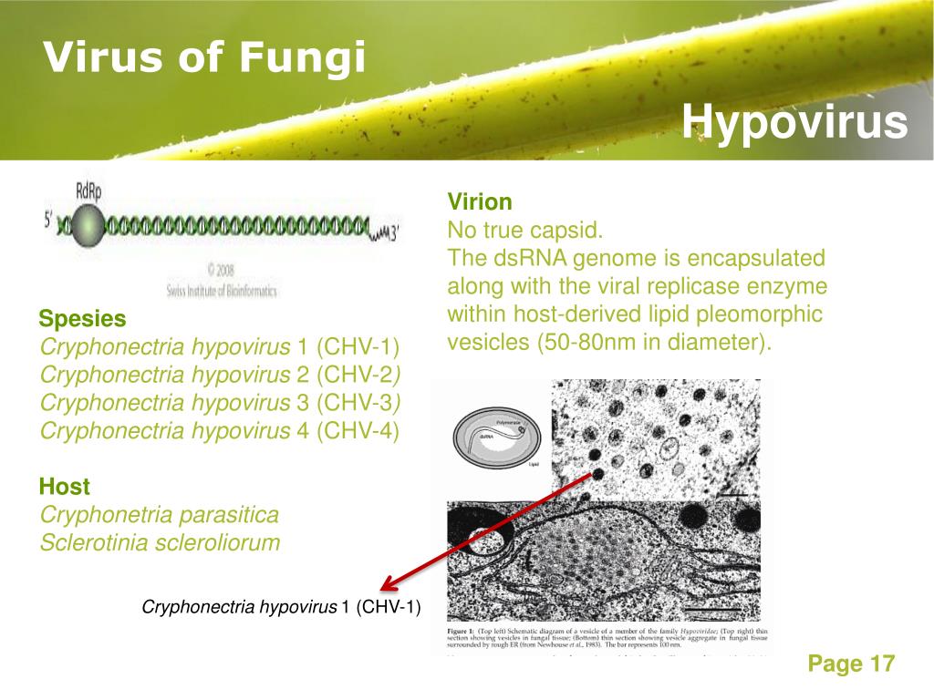 Вирусы грибы растения объединены общим признаком. РС вирус микробиология. Хантаан вирус микробиология. Example of Viral Champaign.