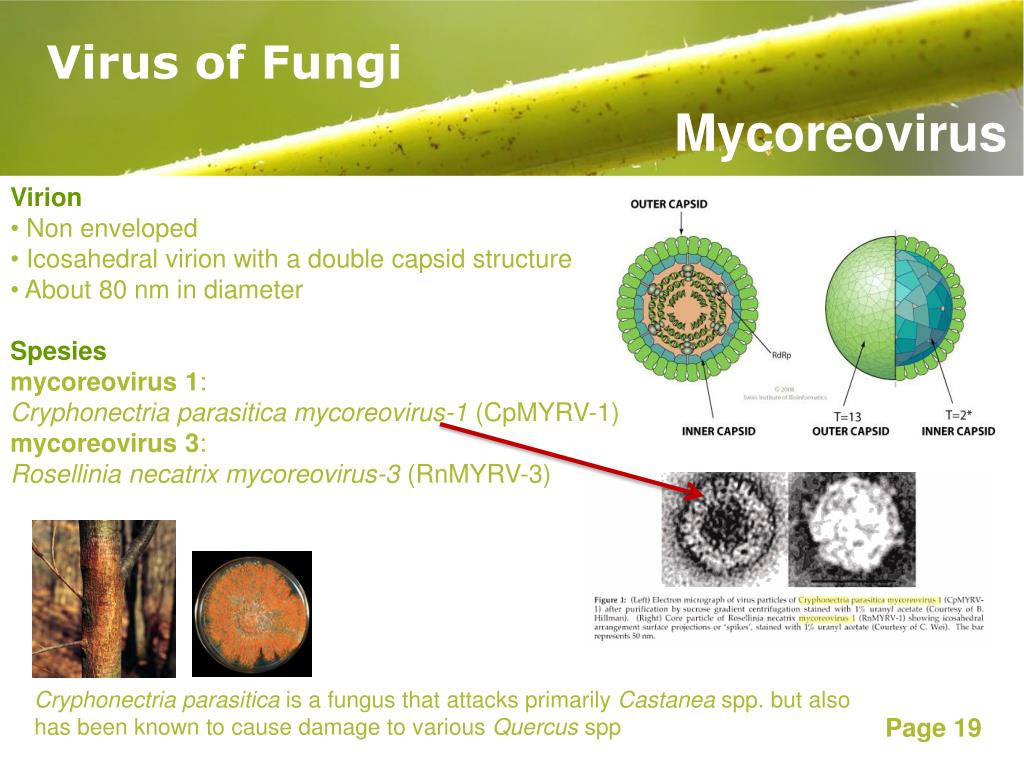 Вирусы грибы растения объединены общим признаком. Гриб Endothia parasitica. Гриб вирус. Rosellinia necatrix. Астерофоры паразитной.
