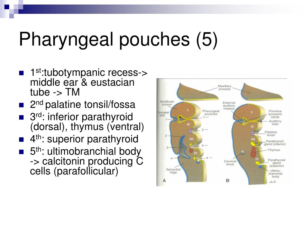 PPT - Anatomy and Embryology of the Pharynx PowerPoint Presentation ...