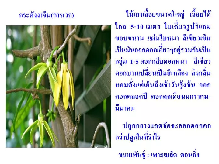 PPT - กระดังงาจีน(การเวก) PowerPoint Presentation - ID:6650673 Ppt - กระดังงาจีน(การเวก) Powerpoint Presentation - Id:6650673