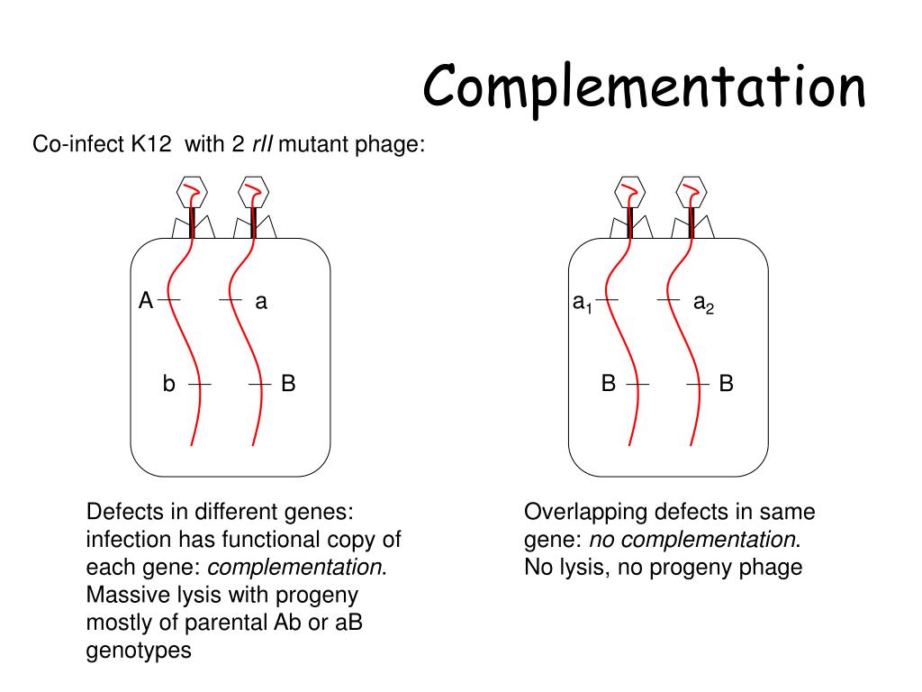 Комплементация это. Комплементация. Межаллельная комплементация. Комплементация человечества. Комплементация онкогенов.