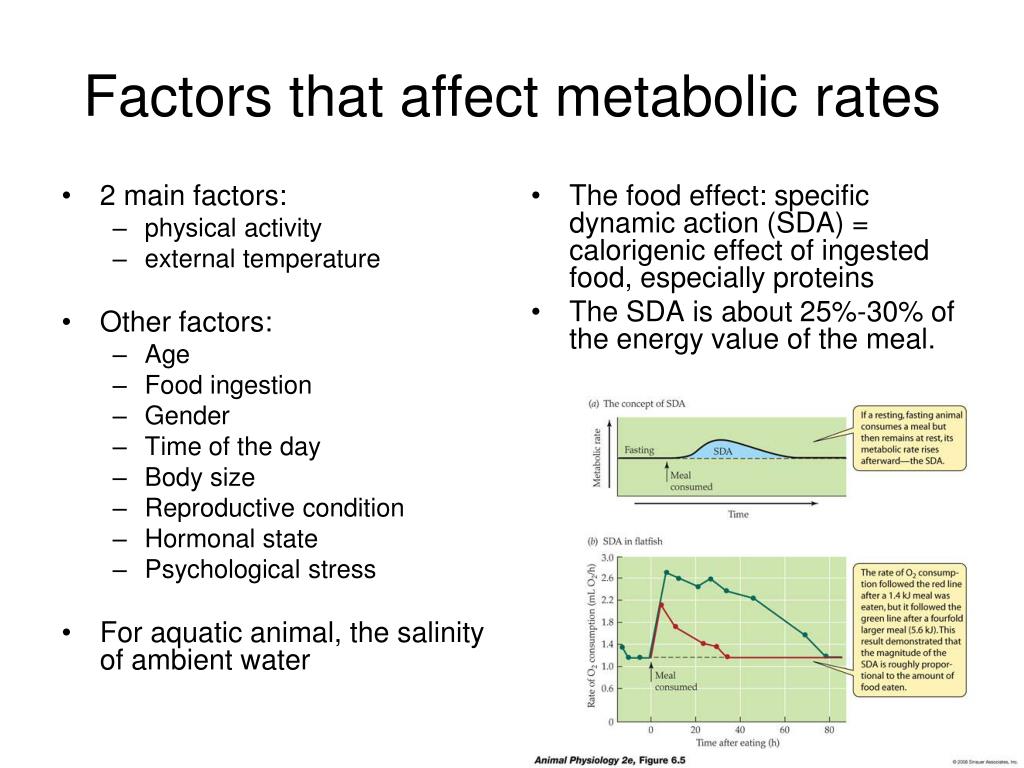 basal metabolic rate bodybuilding basal metabolic rate bodybuilding