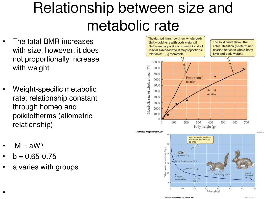 PPT - Chp 6 Energy Metabolism PowerPoint Presentation, free download - ID:6652210