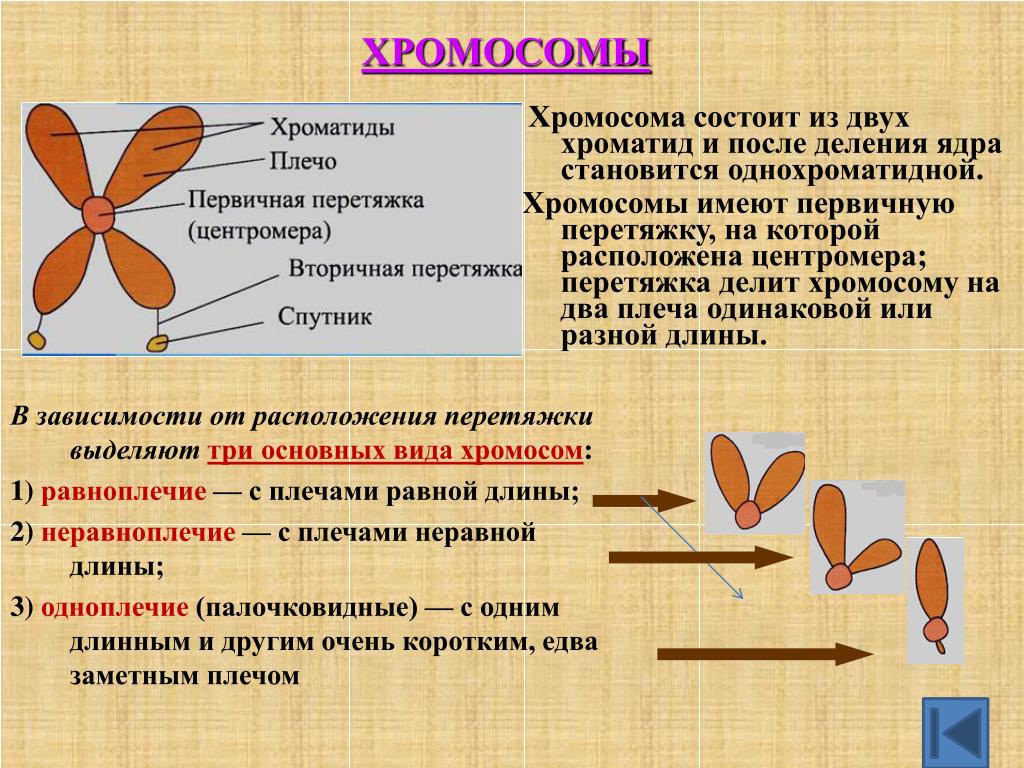 Хроматид в ядре. Хромосомы это кратко. Хромосома и хроматида. Хромосома из двух хроматид. Хромосомы это в биологии кратко.