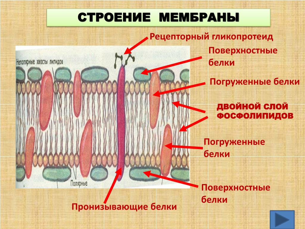Мембрана клеток включает. Строение клеточной мембраны 10 класс биология. Строение клетки 10 класс биология мембрана. Клеточная мембрана анатомия функции. Клеточная оболочка мембрана строение.