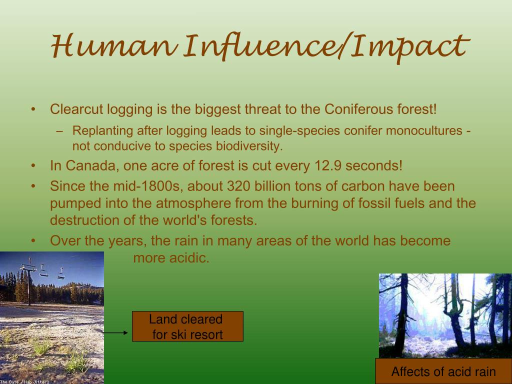 PPT Coniferous Forest Biome PowerPoint Presentation