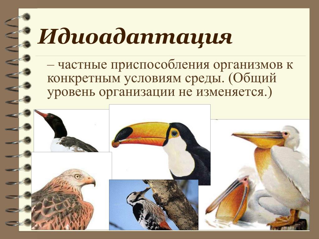 Приспособление к полету у различных живых организмов. Идиоадаптация определение и примеры. Идиоадаптация клюва у птиц. Идиоадаптация это в биологии. Идиоадаптация это кратко.