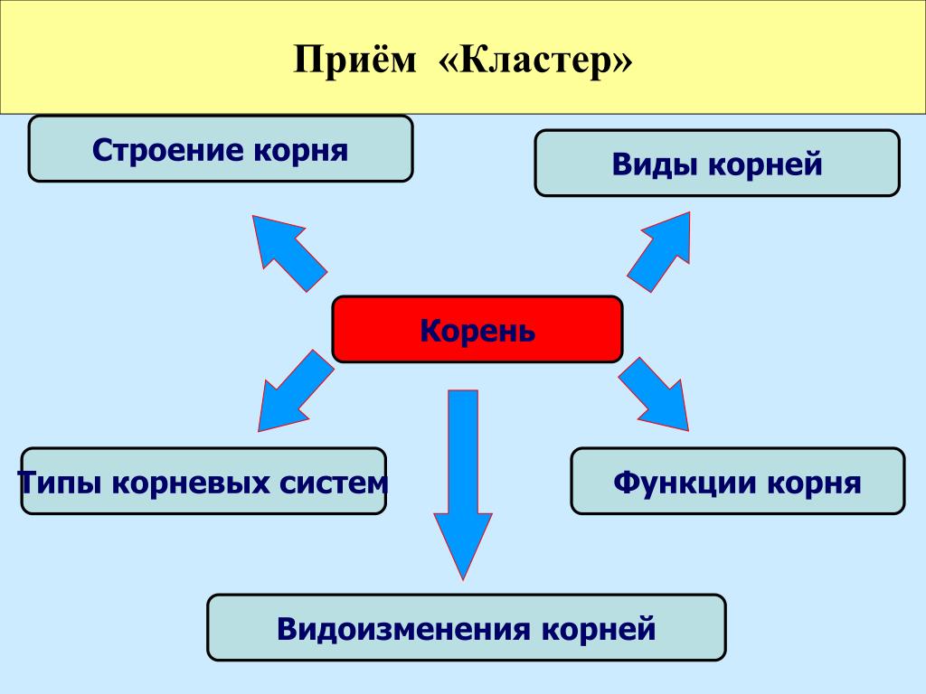 Кластер систем. Кластер по теме корень. Кластер видоизменения корней. Кластер на тему видоизменения корней. Кластер биология.