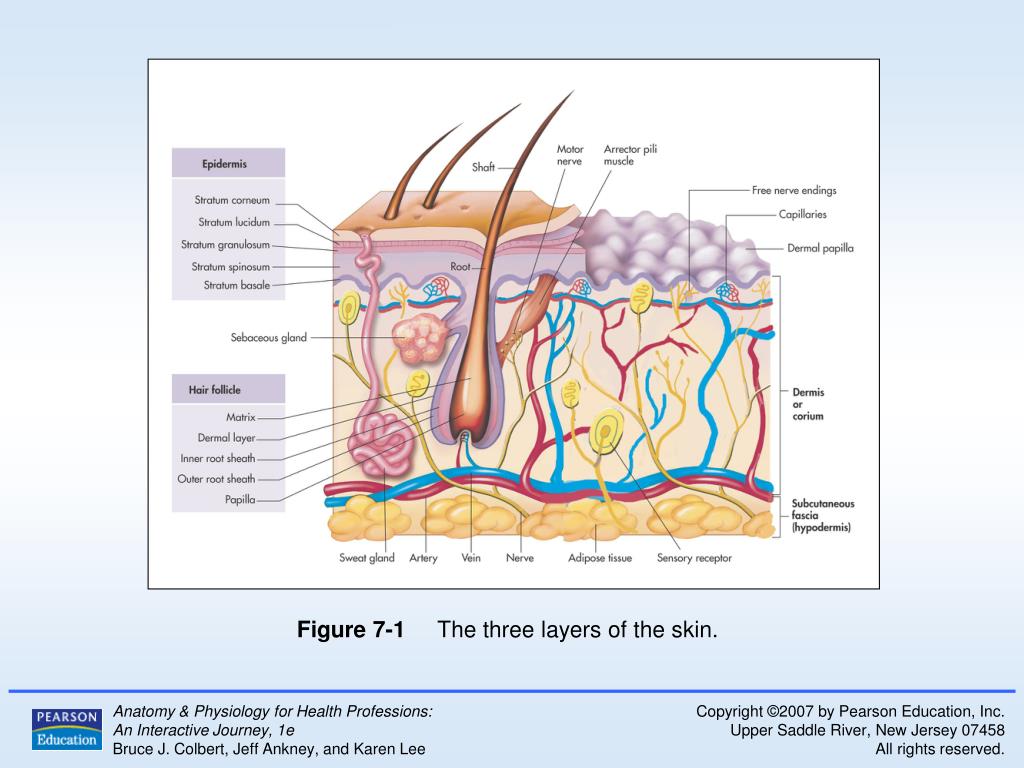 Skin Diagram Anatomy And Physiology - Diagram Media