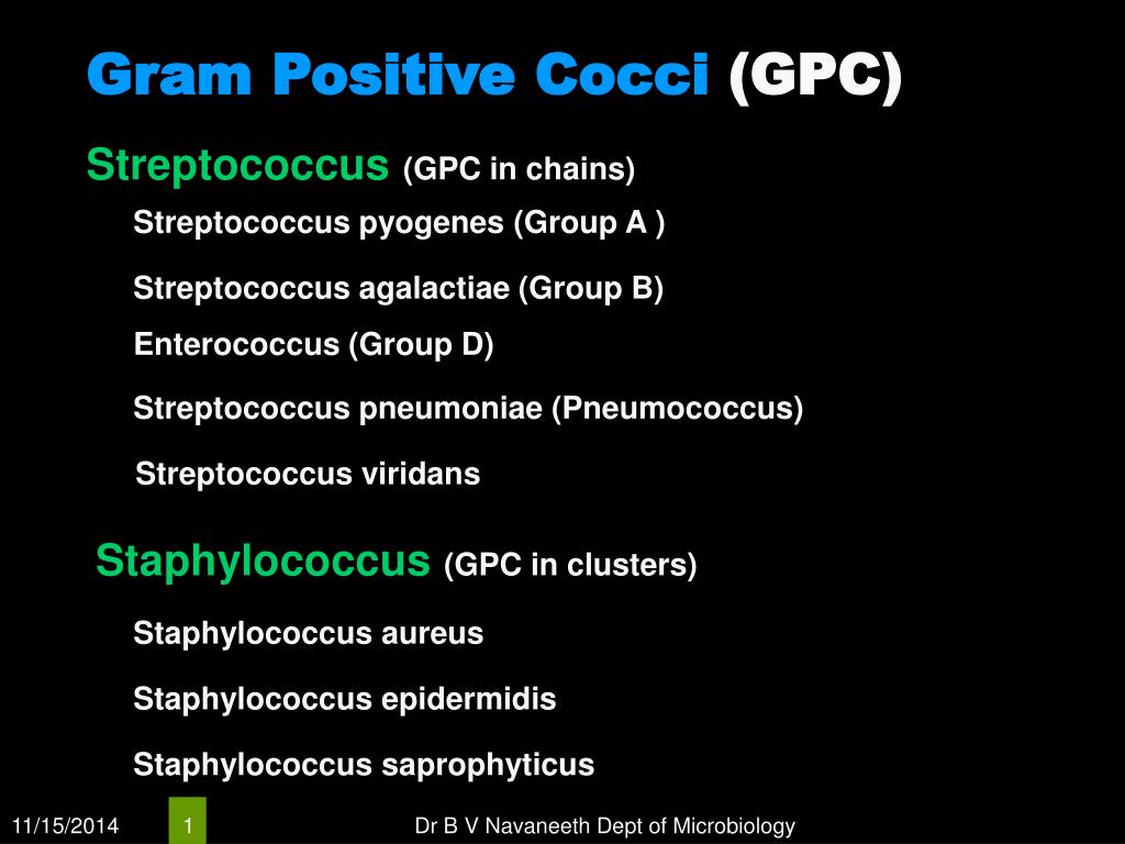 PPT - Gram Positive Cocci (GPC) PowerPoint Presentation, free download -  ID:6660508