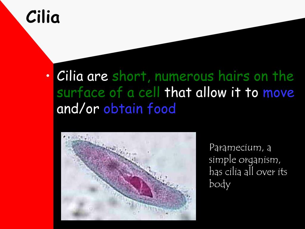 PPT - Cell Structure and Function PowerPoint Presentation, free ...